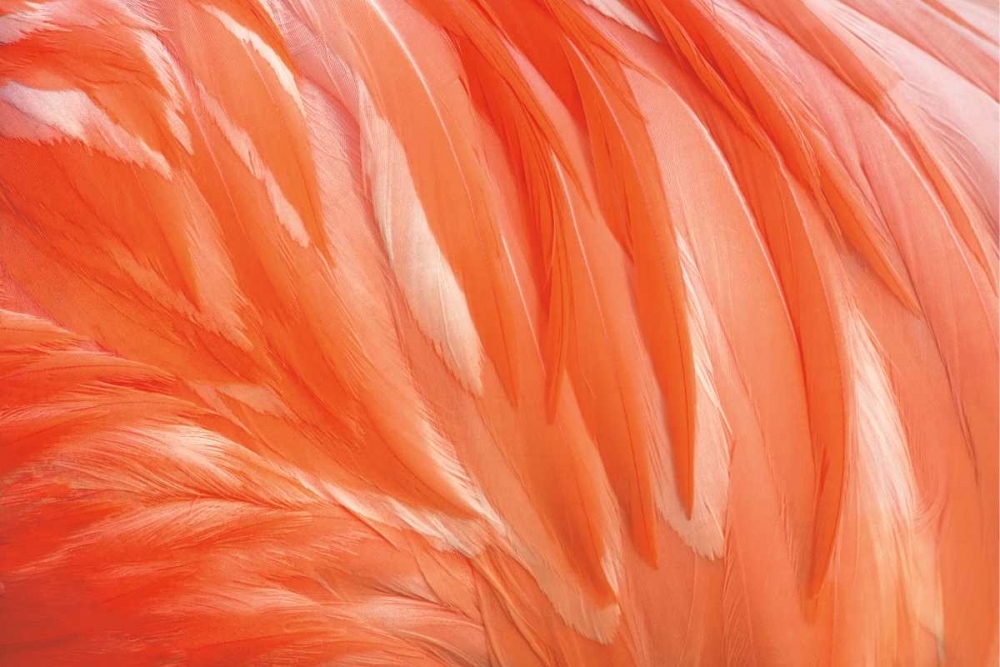 Danza de la Pluma art print by Xavier Ortega for $57.95 CAD