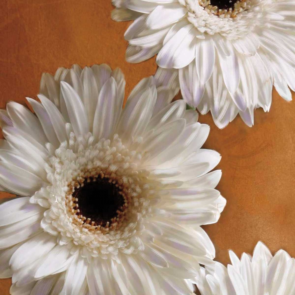 Gerber Delight I art print by Janel Pahl for $57.95 CAD