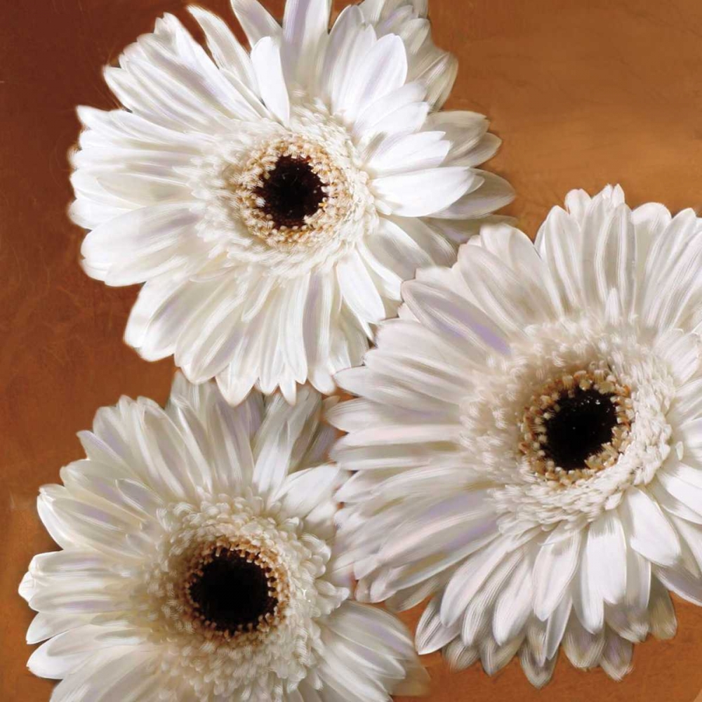 Gerber Delight II art print by Janel Pahl for $57.95 CAD