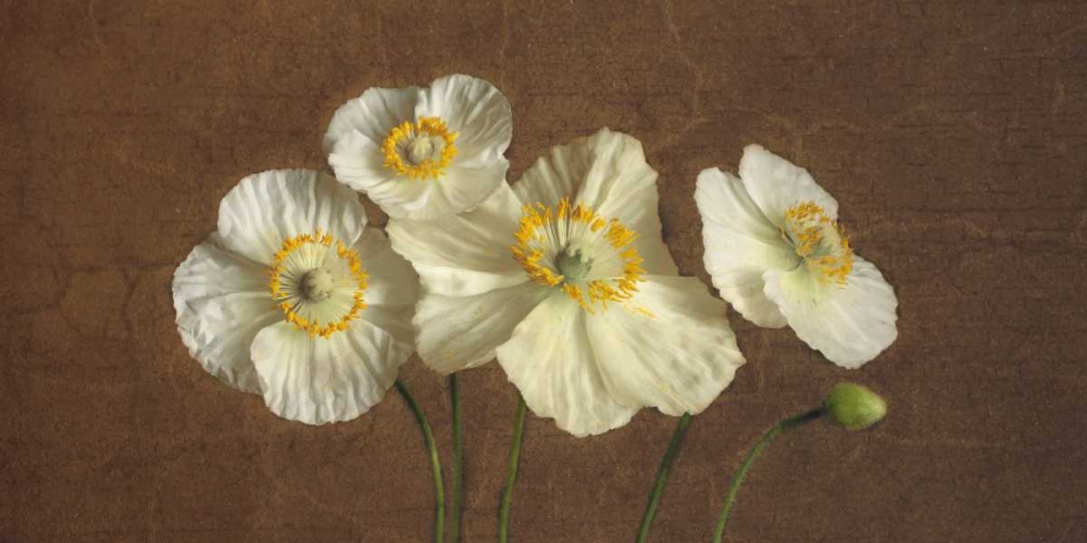Precious Poppies art print by Janel Pahl for $57.95 CAD