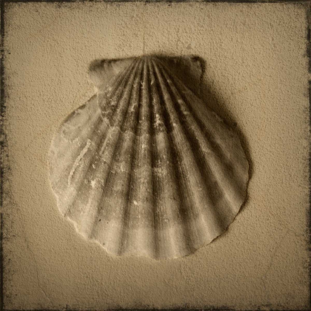 Seashell Study I art print by Heather Jacks for $57.95 CAD