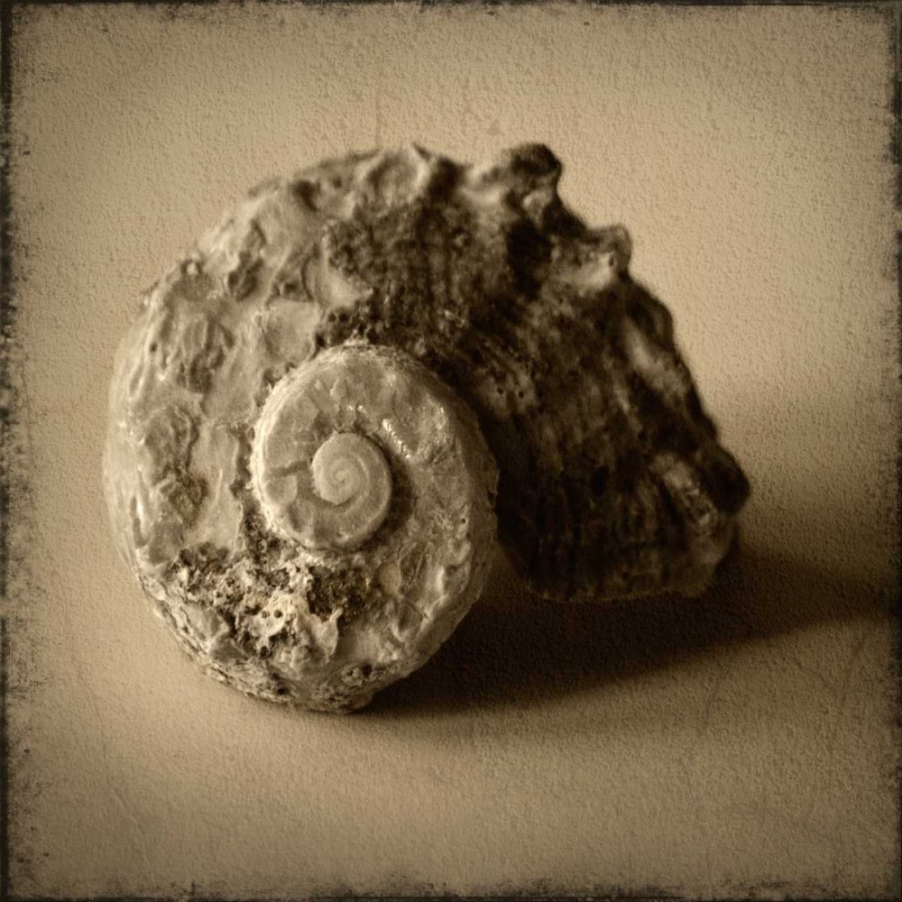 Seashell Study II art print by Heather Jacks for $57.95 CAD