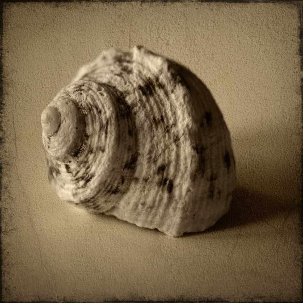 Seashell Study III art print by Heather Jacks for $57.95 CAD