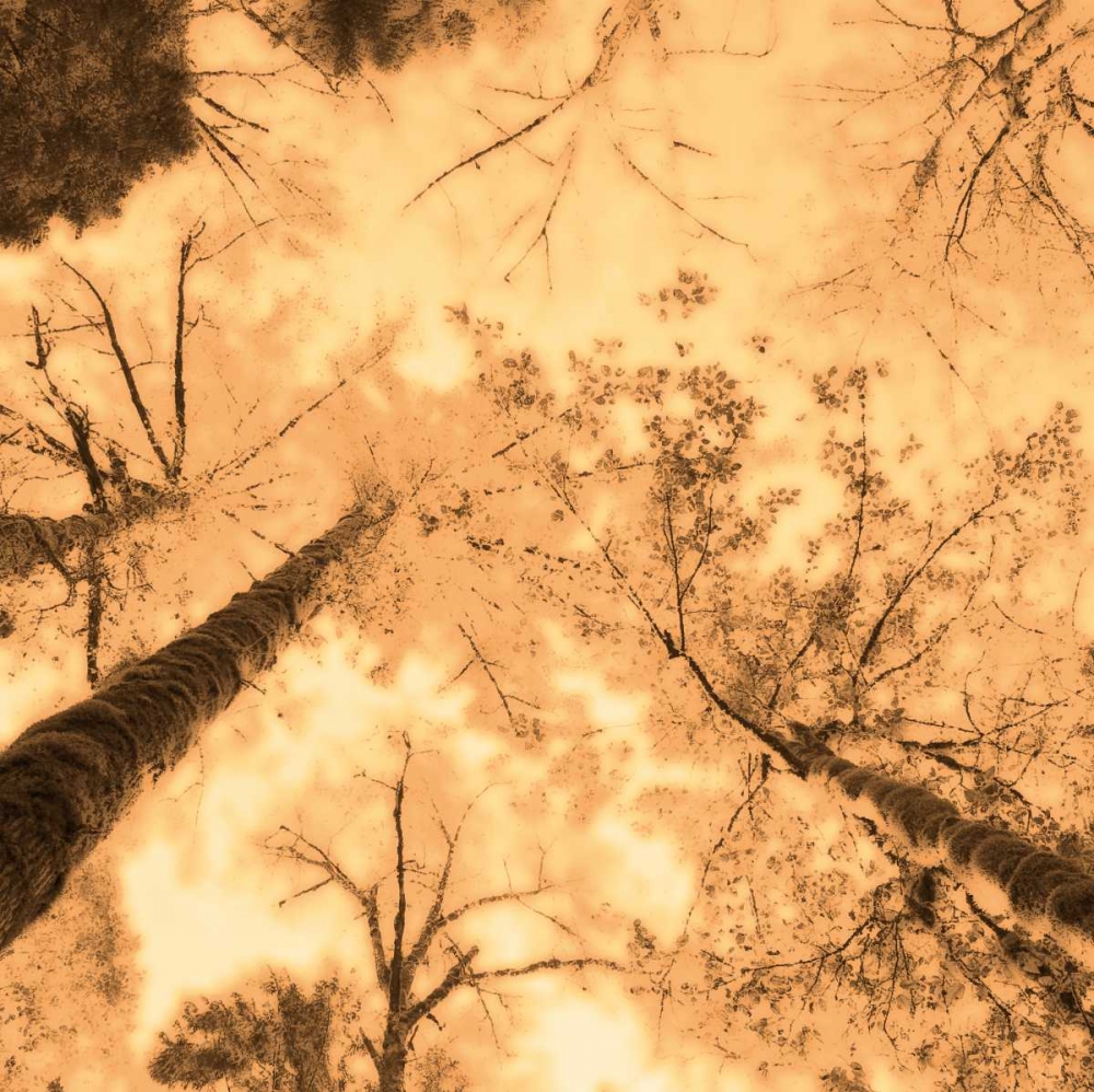 Epiphany I art print by Marvin Pelkey for $57.95 CAD