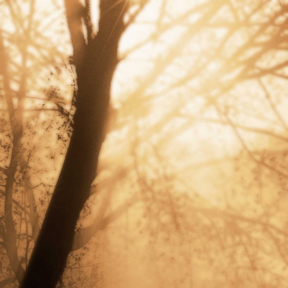 Epiphany III art print by Marvin Pelkey for $57.95 CAD