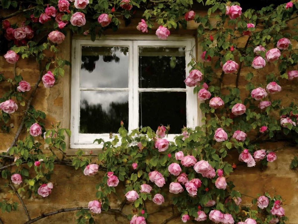 Costwalds Rose art print by Janel Pahl for $57.95 CAD