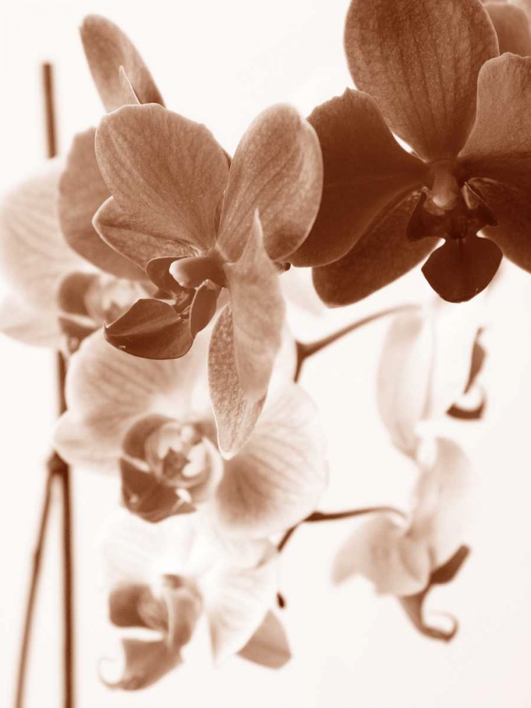 Dreamy Orchids I art print by lly Szilagyi for $57.95 CAD