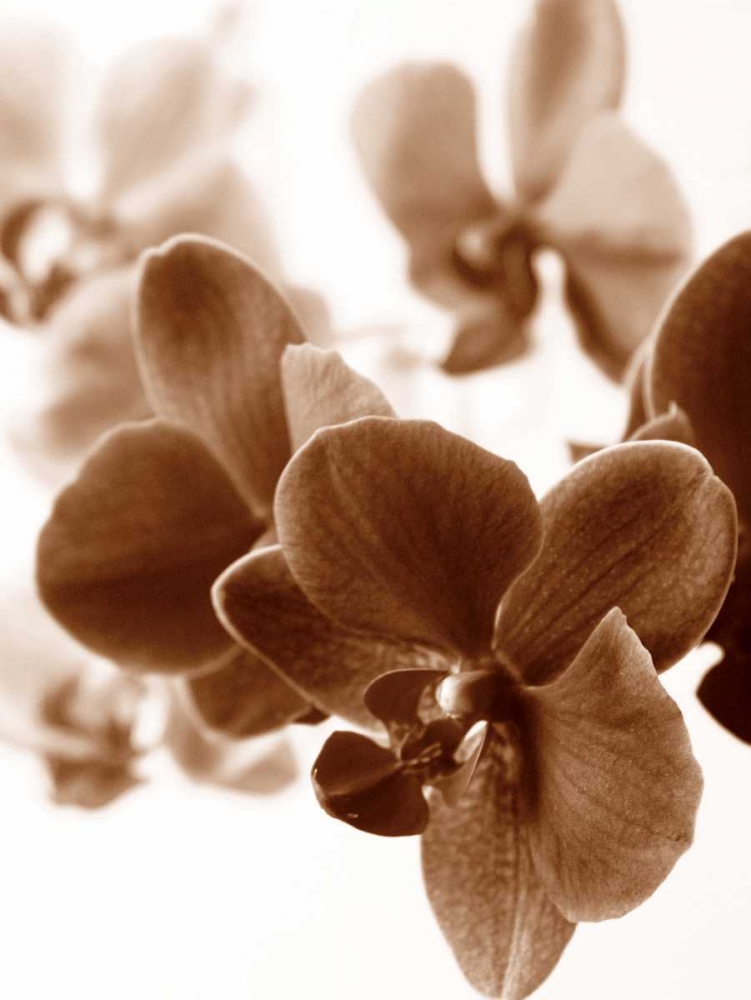 Dreamy Orchids II art print by lly Szilagyi for $57.95 CAD