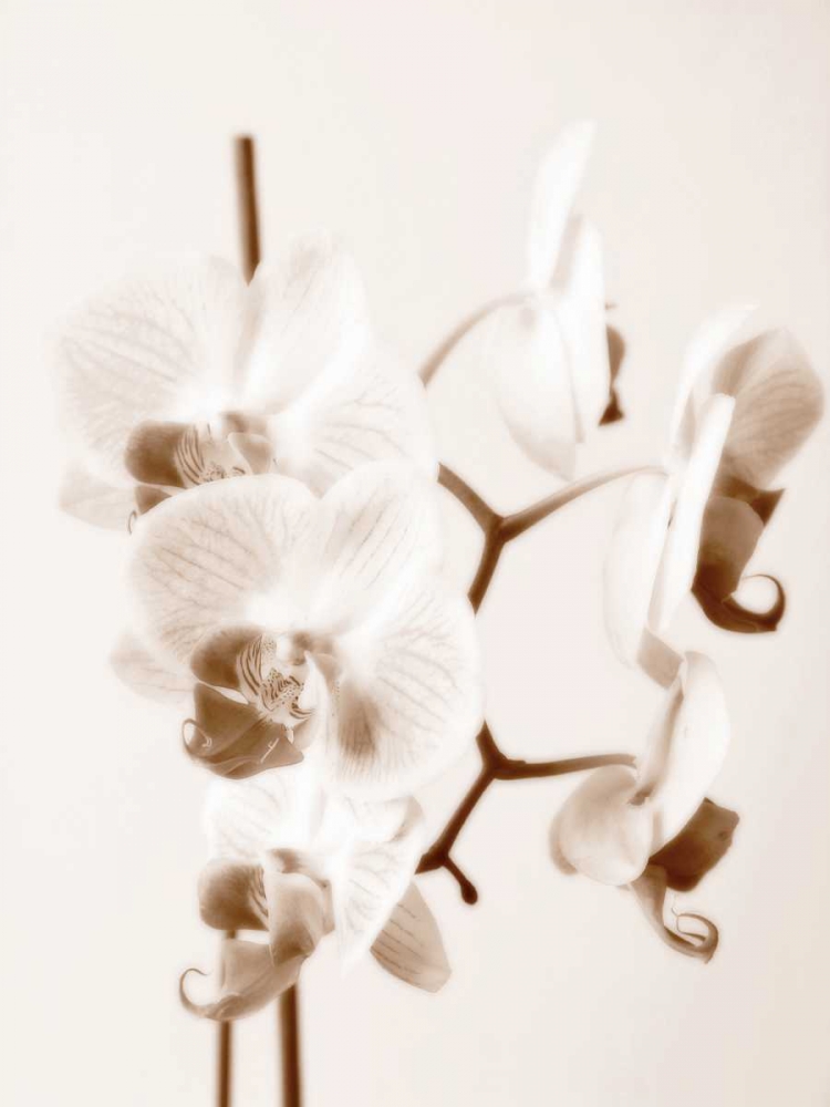 No Boundaries I art print by lly Szilagyi for $57.95 CAD
