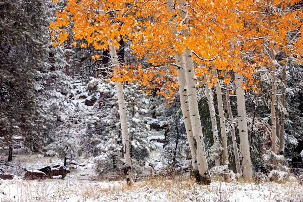 A Little Bit of Winter art print by Mike Jones for $57.95 CAD