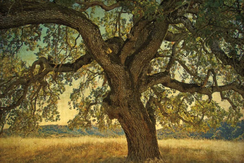 Blue Oak Silhouette art print by William Guion for $57.95 CAD