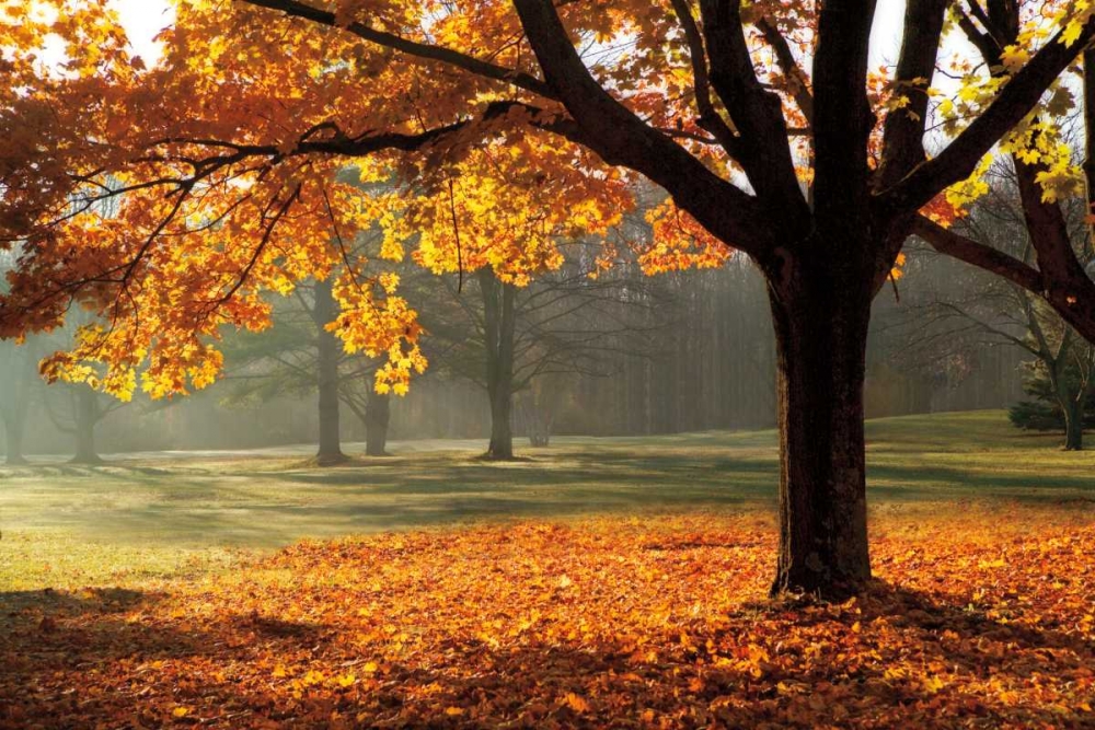 Autumn art print by Mike Jones for $57.95 CAD