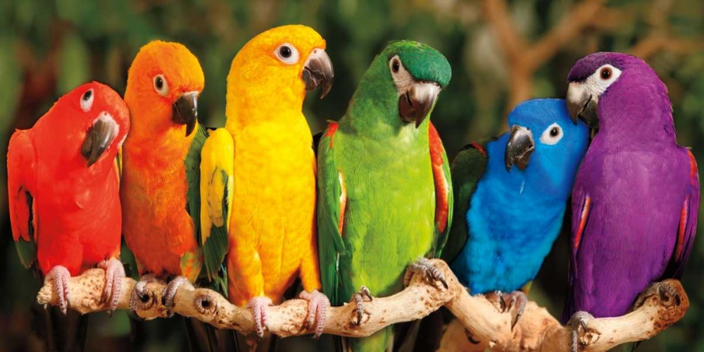 Rainbow Parrots art print by Mike Jones for $57.95 CAD