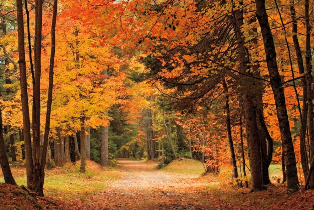 Autumn Walk art print by Mike Jones for $57.95 CAD