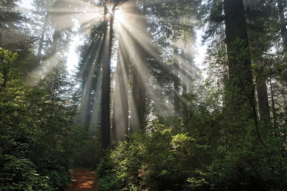 Shine On You art print by Mike Jones for $57.95 CAD