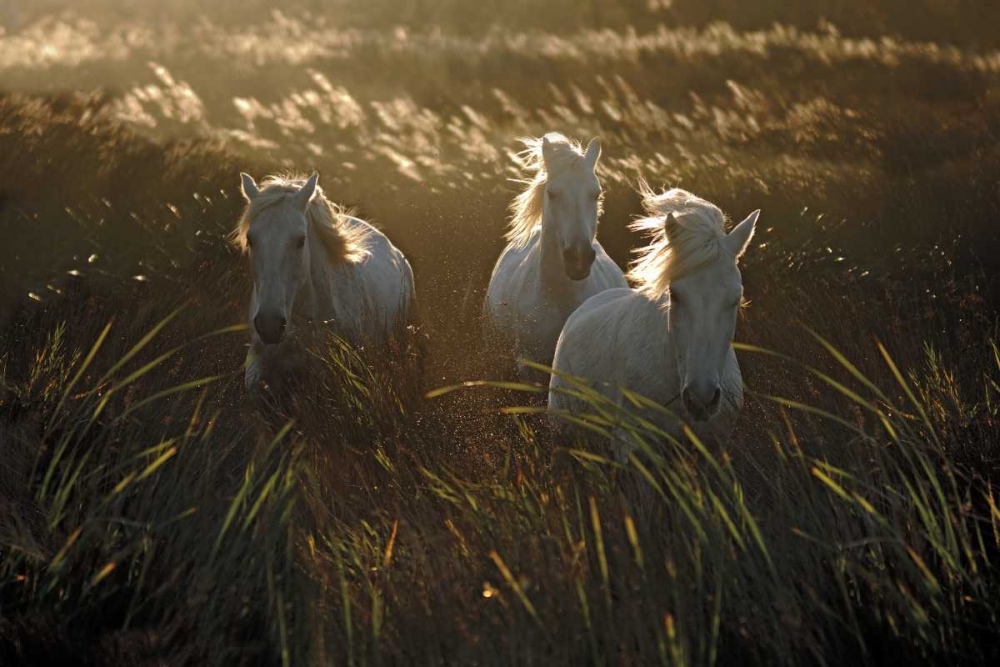 Wild and Free art print by Xavier Ortega for $57.95 CAD