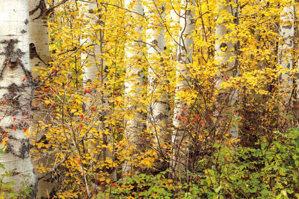 Hiding art print by Janel Pahl for $57.95 CAD