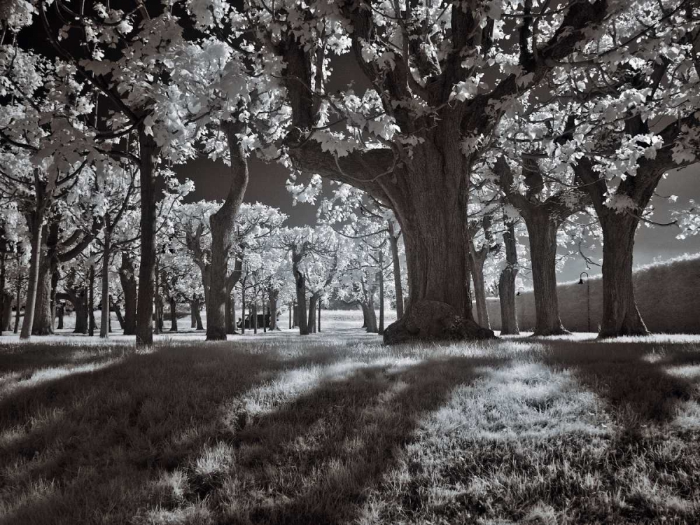 Tree Park art print by Ily Szilagyi for $57.95 CAD