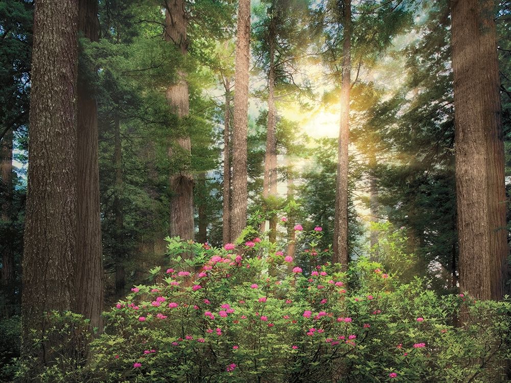 Rise n Shine art print by Dennis Frates for $57.95 CAD