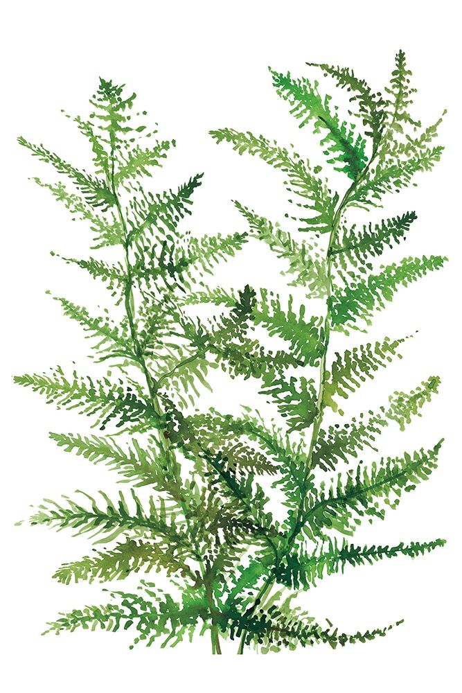 Wild Greens II art print by Rebecca Meyers for $57.95 CAD