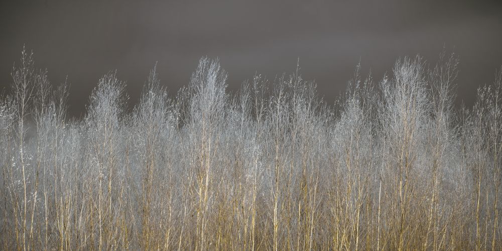 Silver Forest art print by Assaf Frank for $57.95 CAD