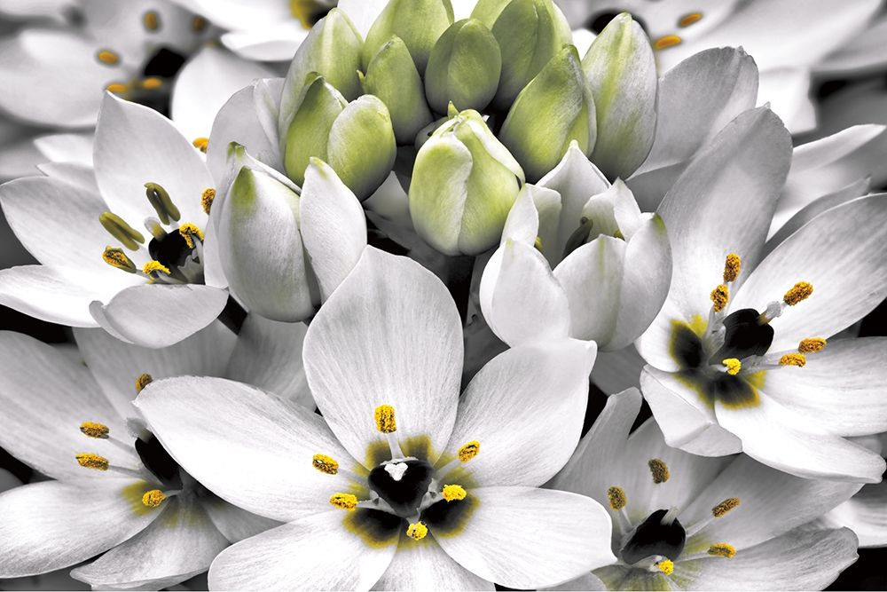 Blooming Stars art print by Dennis Frates for $57.95 CAD
