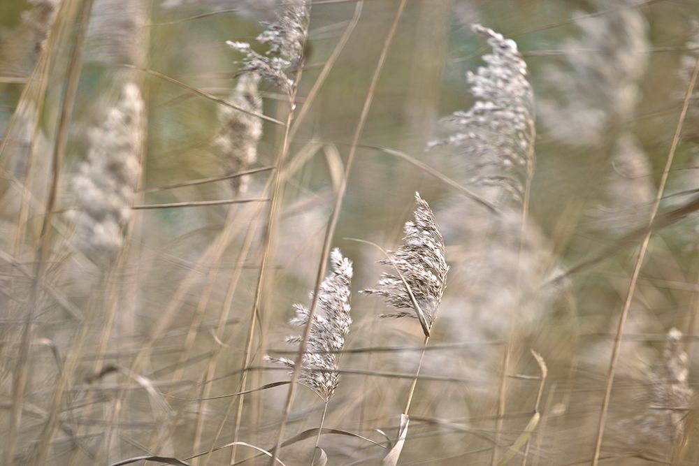 Wind Blown art print by Assaf Frank for $57.95 CAD