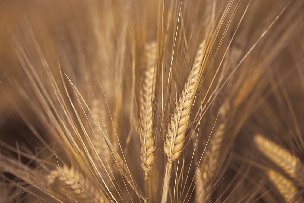Wheat Field art print by Assaf Frank for $57.95 CAD