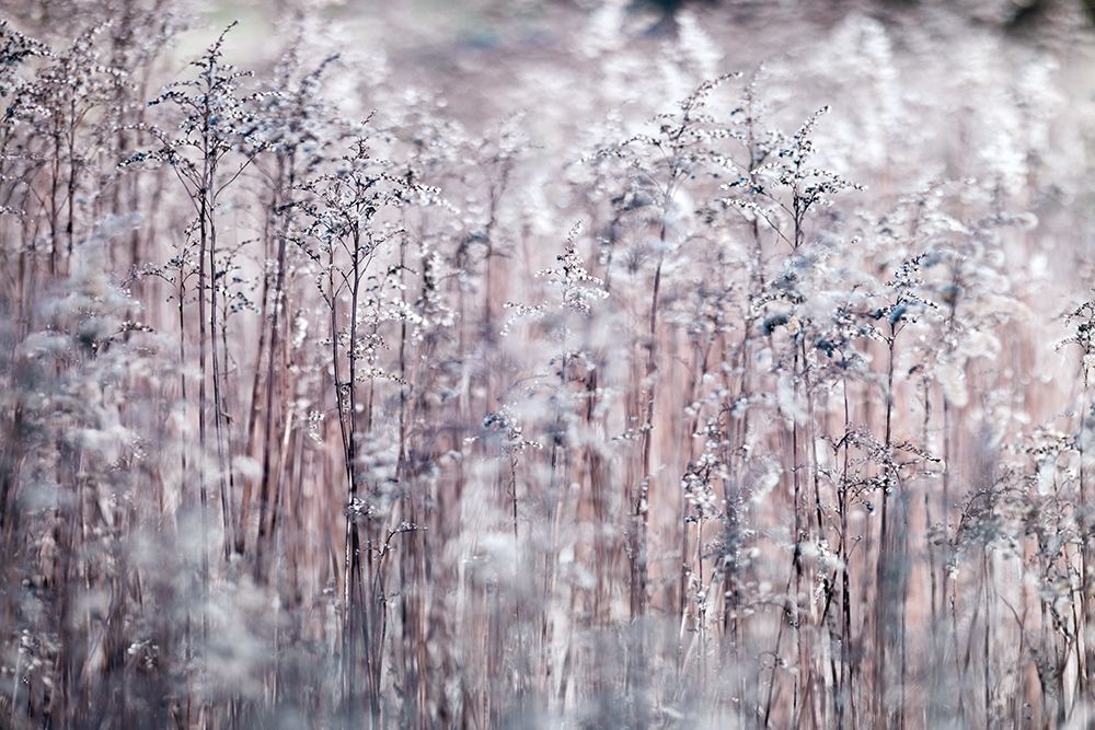 Cotton Tops art print by Assaf Frank for $57.95 CAD