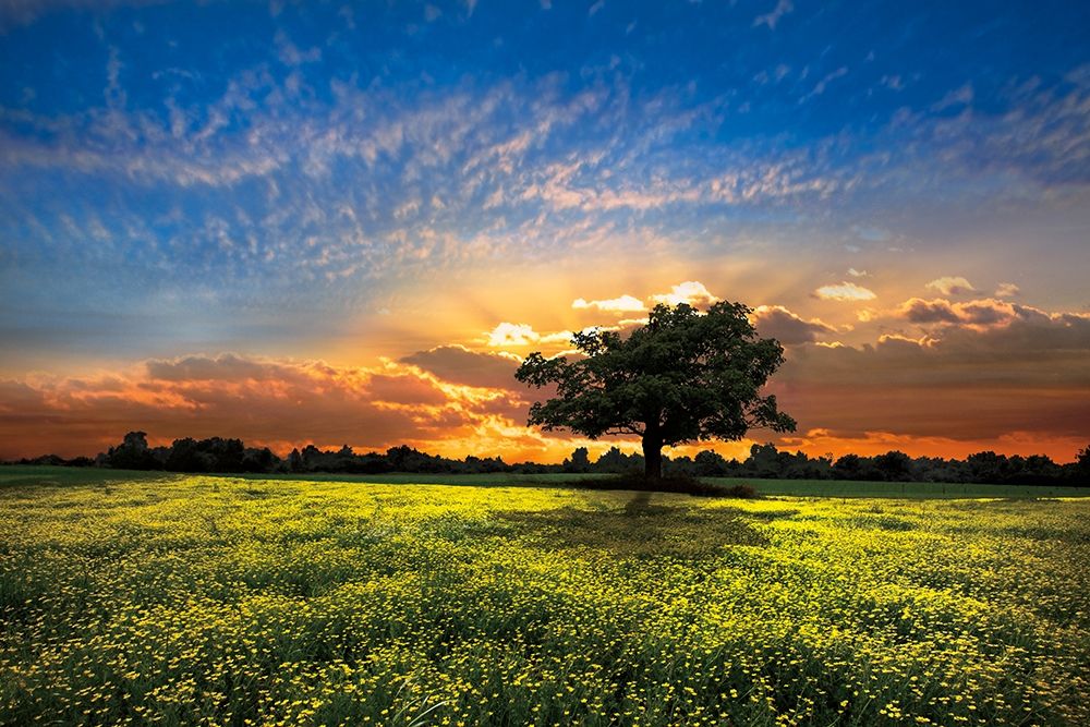 Shadows at Sunset art print by Celebrate Life Gallery for $57.95 CAD