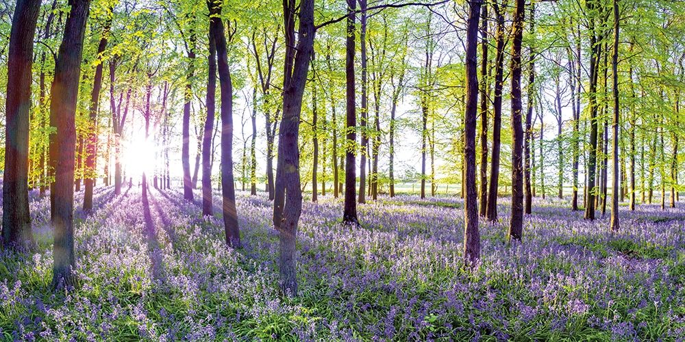 Bluebells and Sunrise art print by Assaf Frank for $57.95 CAD