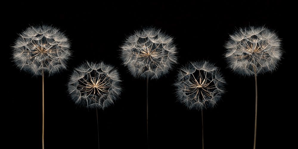 Make A Wish art print by Assaf Frank for $57.95 CAD