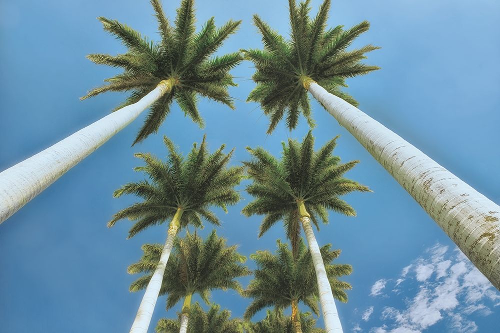 Looking Up art print by Dennis Frates for $57.95 CAD