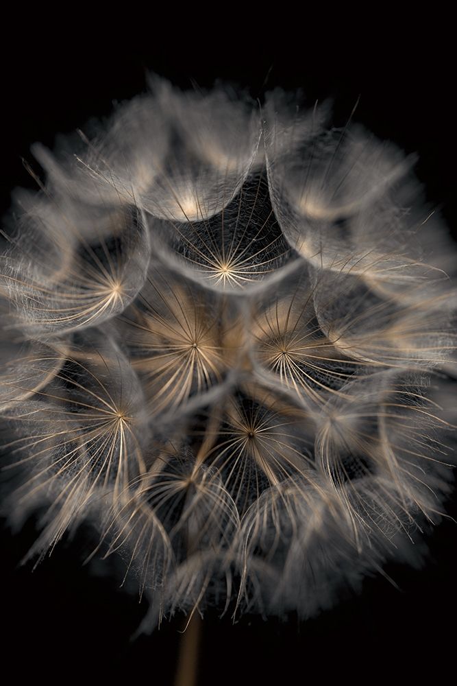 Fragile Beauty art print by Assaf Frank for $57.95 CAD