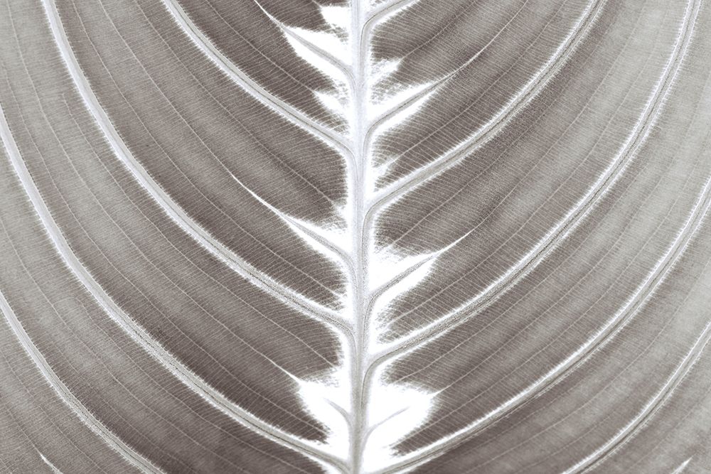 Natures Beauty art print by Assaf Frank for $57.95 CAD