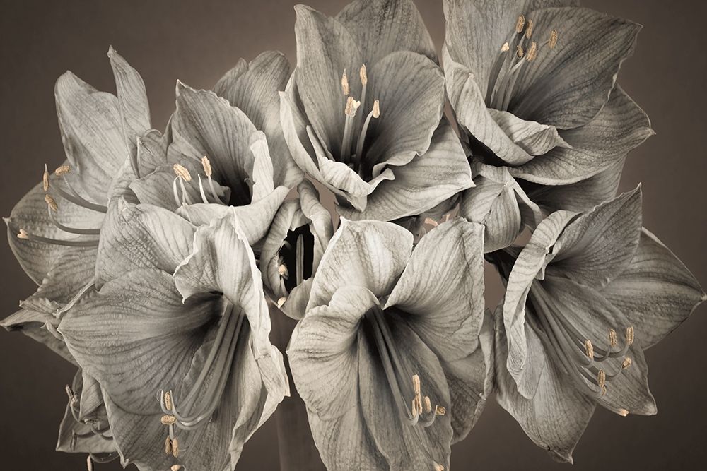 Grand Floral art print by Assaf Frank for $57.95 CAD