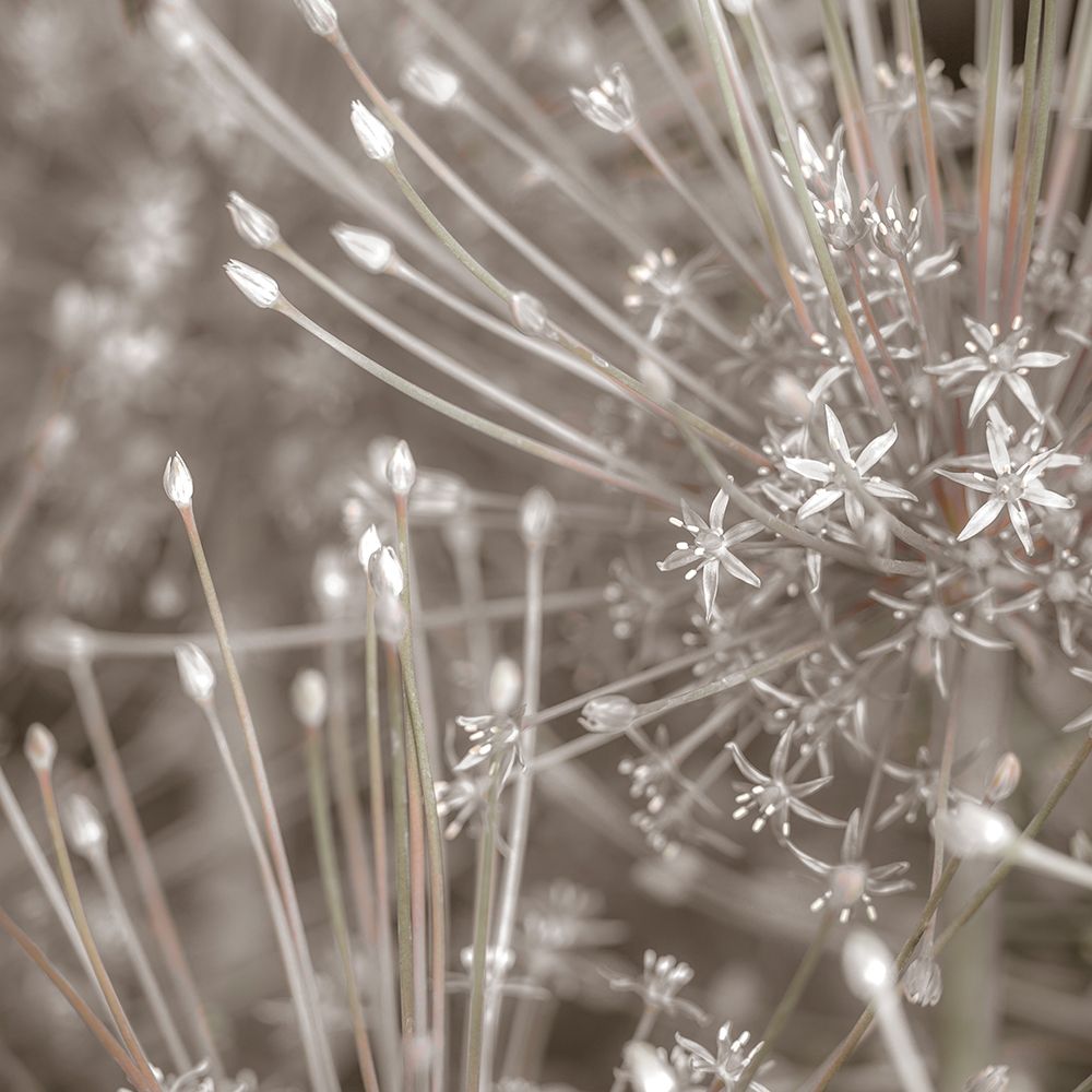 Silver Alliums art print by Assaf Frank for $57.95 CAD