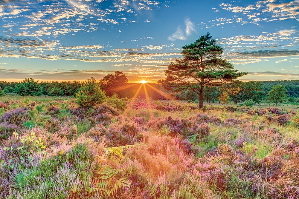 Heathland Sunset art print by Assaf Frank for $57.95 CAD