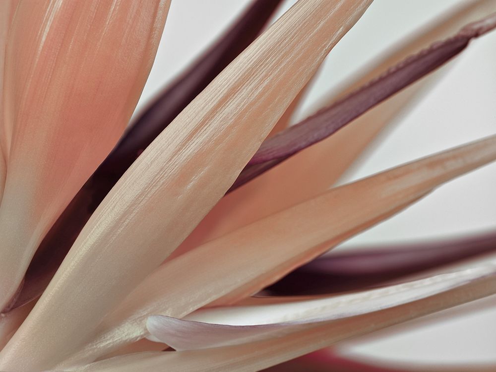 Heliconia Harmony art print by Assaf Frank for $57.95 CAD