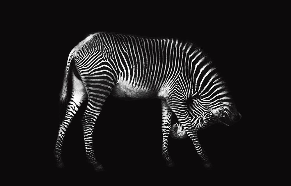 Zebra Solo art print by Xavier Ortega for $57.95 CAD