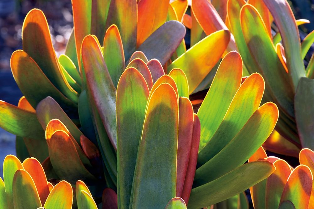 Aloe Fan art print by Dennis Frates for $57.95 CAD