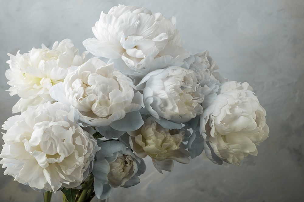 A Gift of Peonies art print by Assaf Frank for $57.95 CAD