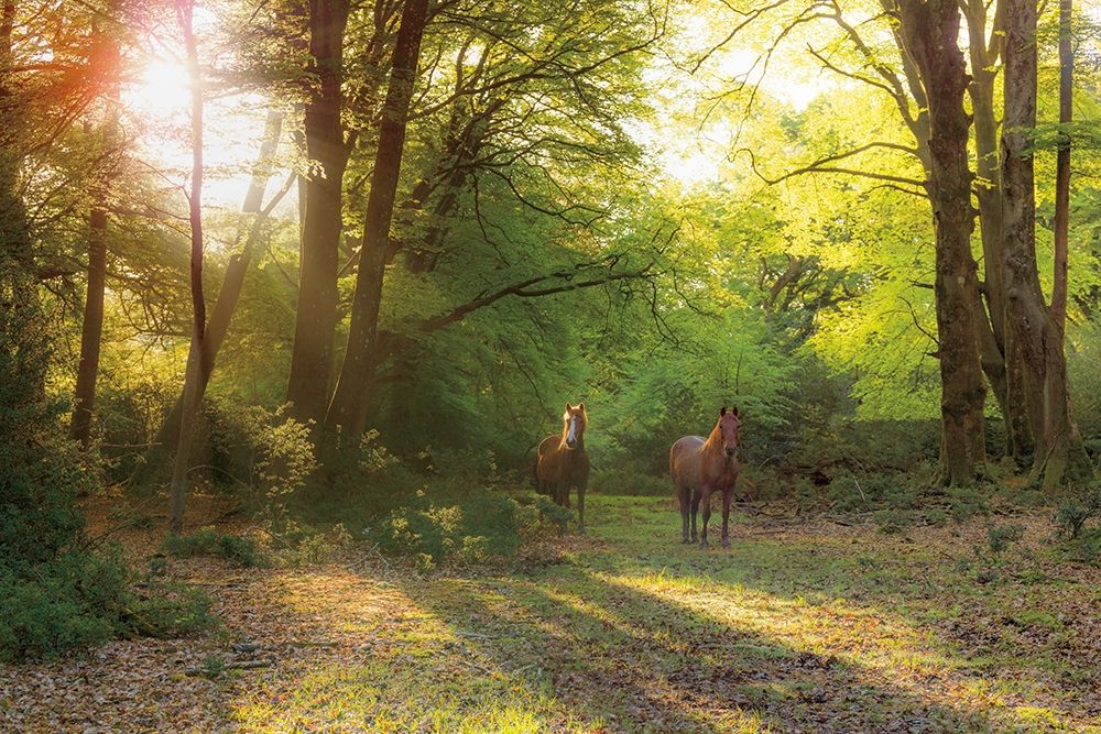 Good Morning art print by Assaf Frank for $57.95 CAD