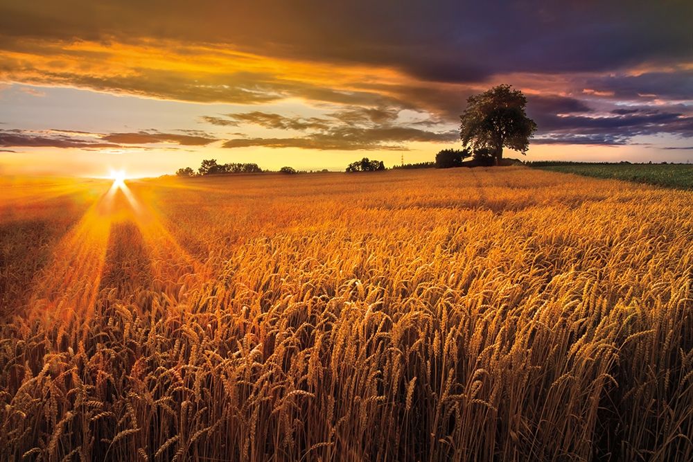 Sunlight On the Wheat Fields art print by Celebrate Life Gallery for $57.95 CAD