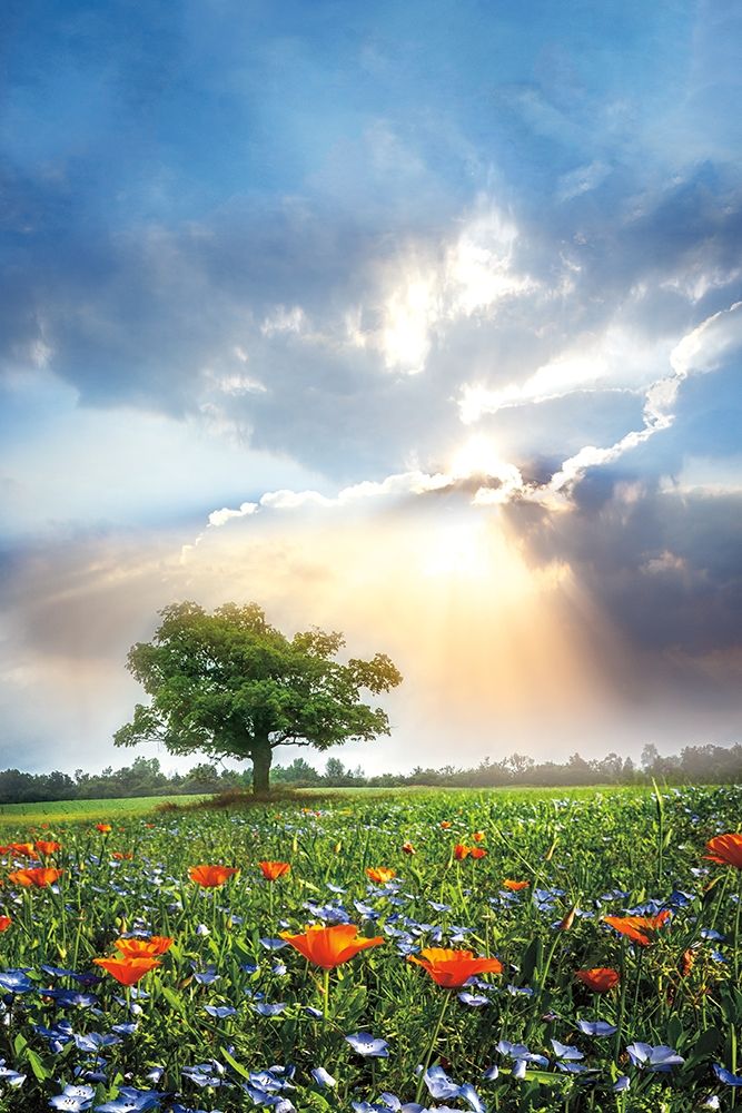Glowing Sunset After the Rain art print by Celebrate Life Gallery for $57.95 CAD