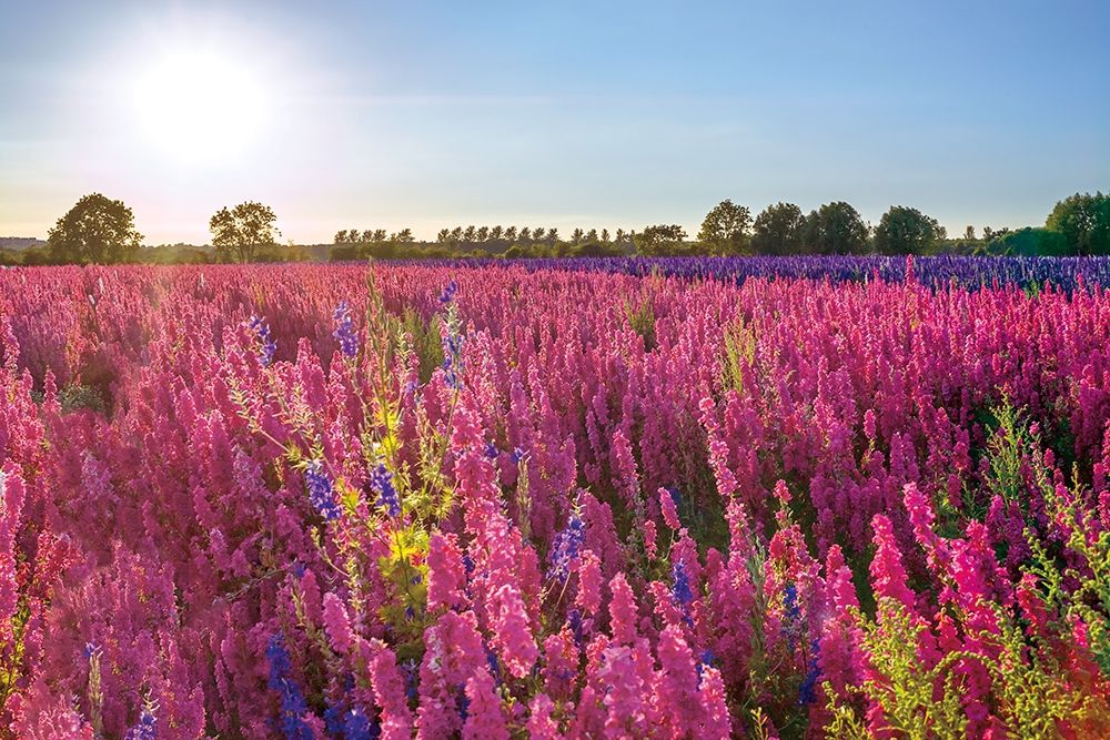 Delphinium Field art print by Assaf Frank for $57.95 CAD