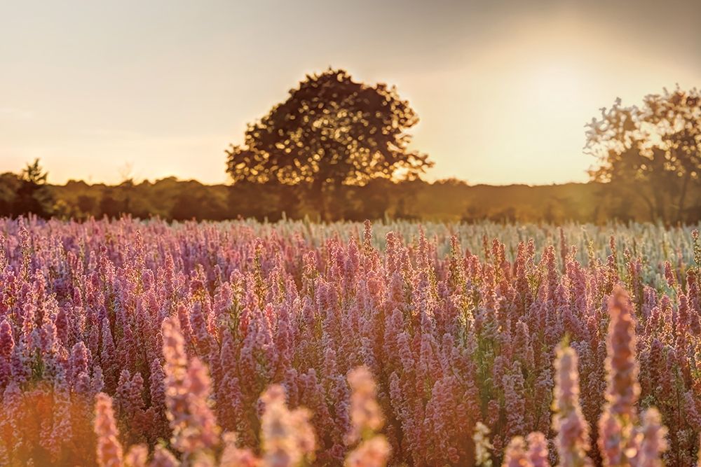 Delphinium Sunset art print by Assaf Frank for $57.95 CAD