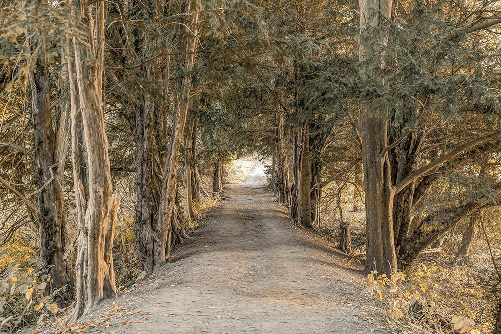 Autumn Forest art print by Assaf Frank for $57.95 CAD