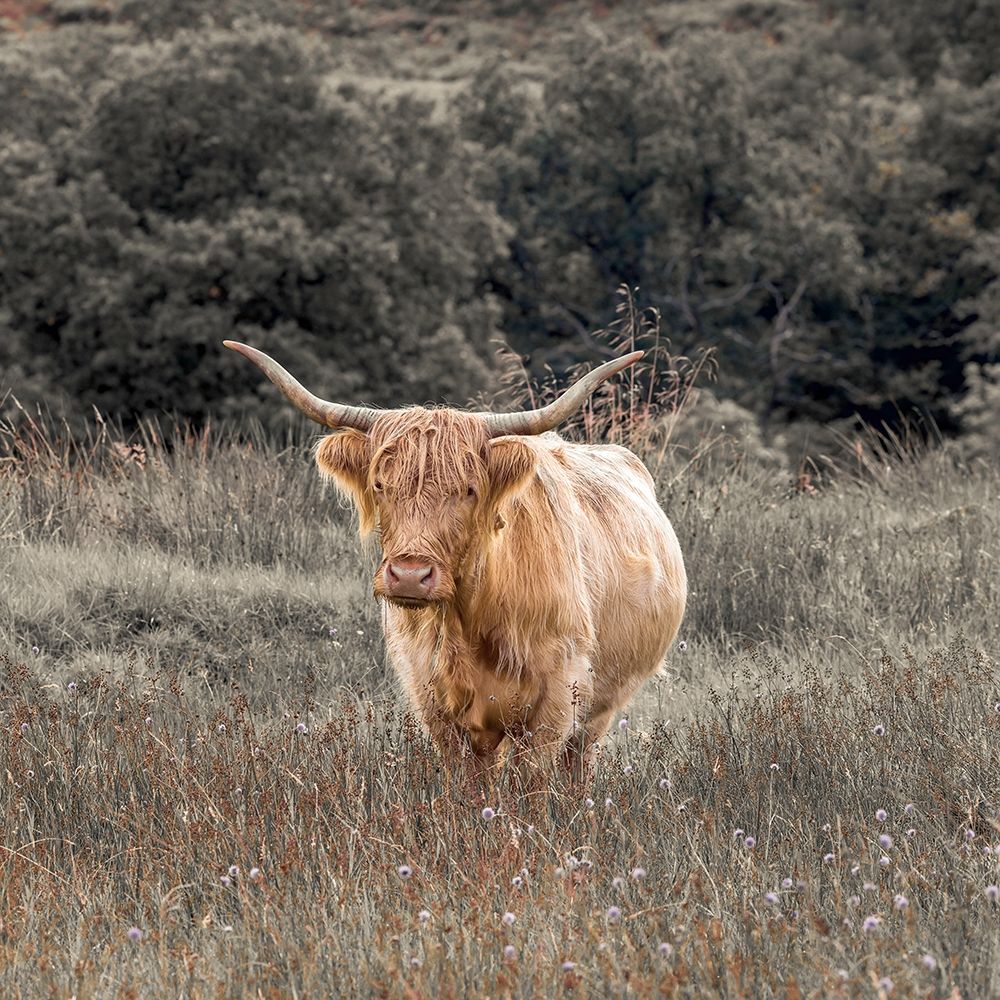 Highland Cow I art print by Assaf Frank for $57.95 CAD