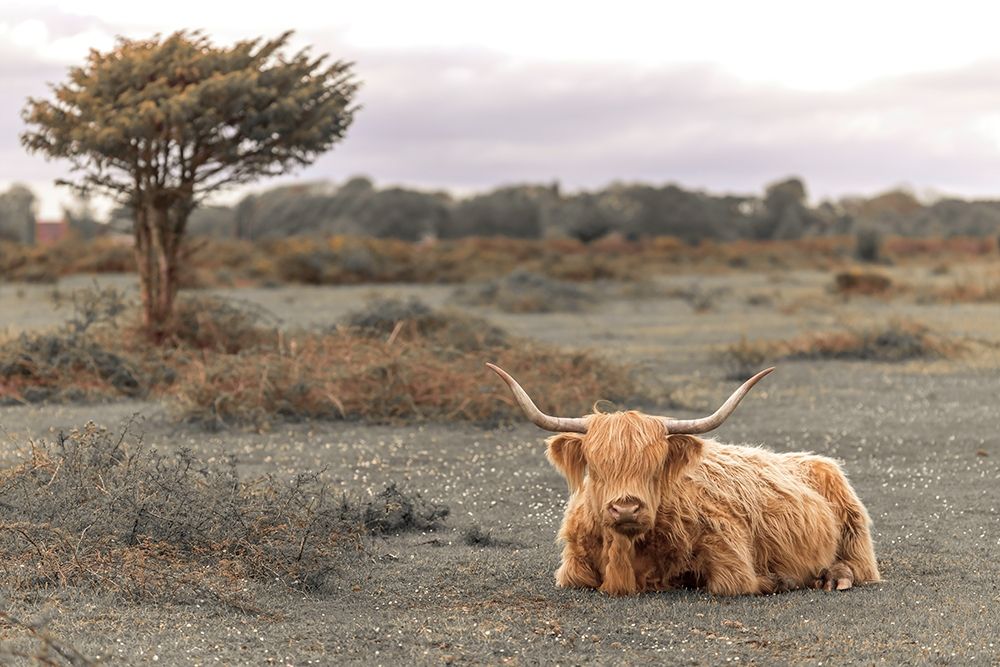 Highland Cow II art print by Assaf Frank for $57.95 CAD